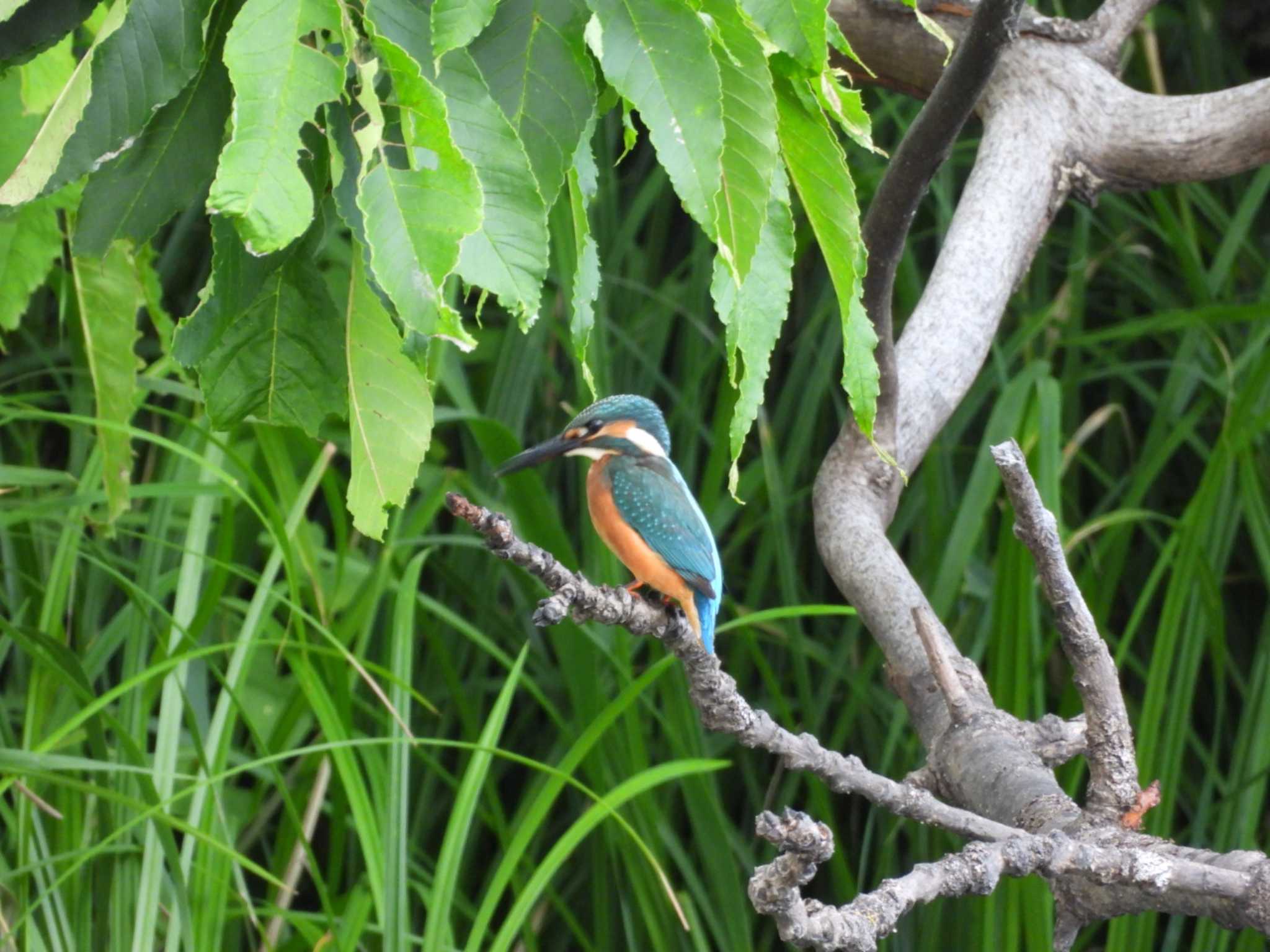 Photo of Common Kingfisher at 江別市 by TAMACO