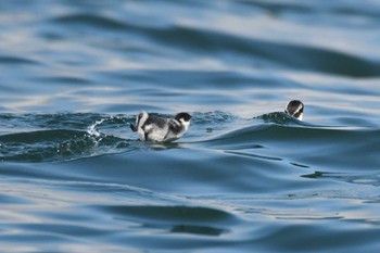 Ancient Murrelet 落石ネイチャークルーズ Fri, 7/8/2022