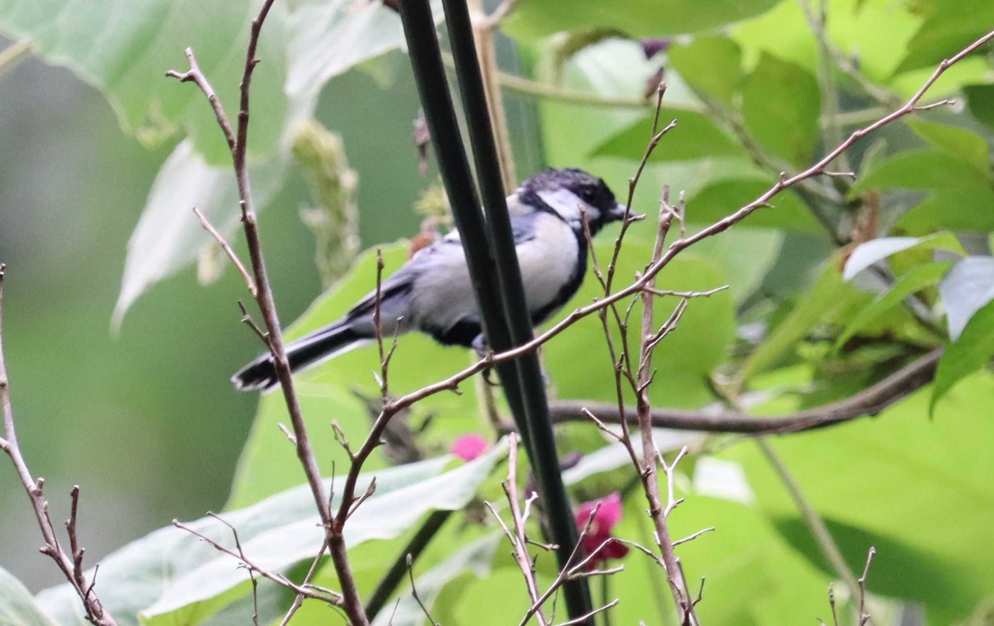 Japanese Tit