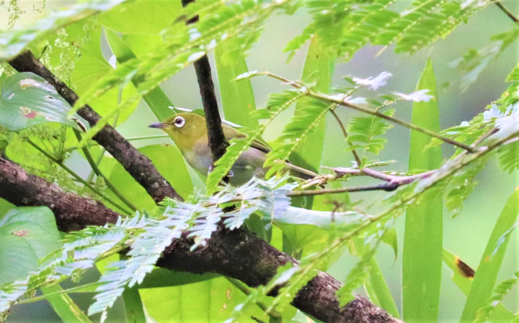 Warbling White-eye