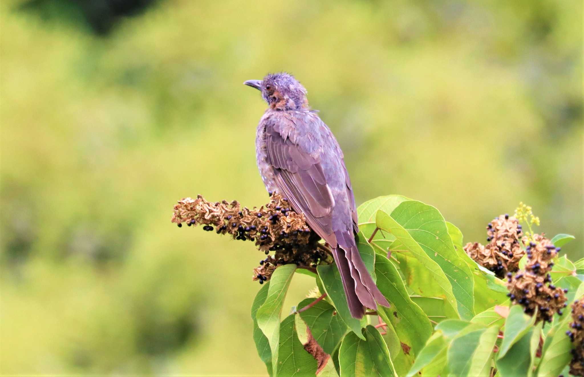 Brown-eared Bulbul