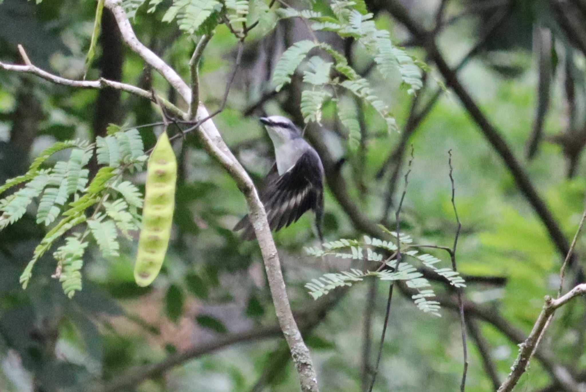 Ashy Minivet