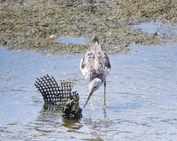 アオアシシギ 大阪南港野鳥園 2022年8月27日(土)