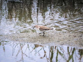 トウネン 大阪南港野鳥園 2022年8月27日(土)