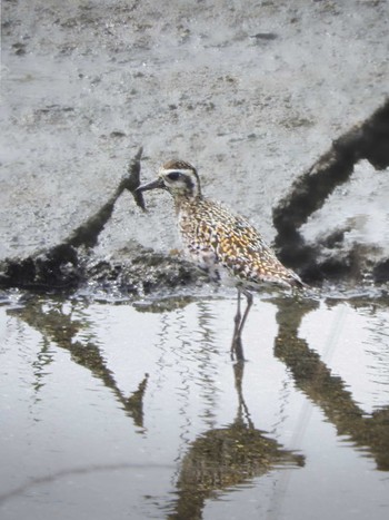 2022年8月27日(土) 大阪南港野鳥園の野鳥観察記録