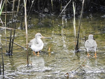 ソリハシシギ 大阪南港野鳥園 2022年8月27日(土)