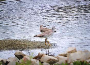 キアシシギ 大阪南港野鳥園 2022年8月27日(土)