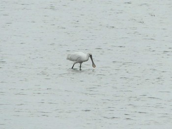 2022年8月28日(日) いしかり調整池(石狩調整池)の野鳥観察記録