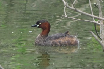 Little Grebe 沢山池(神奈川県横須賀市) Fri, 8/26/2022