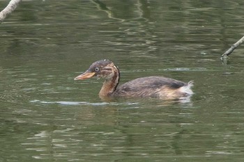 Little Grebe 沢山池(神奈川県横須賀市) Fri, 8/26/2022