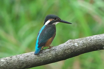 カワセミ 沢山池(神奈川県横須賀市) 2022年8月26日(金)