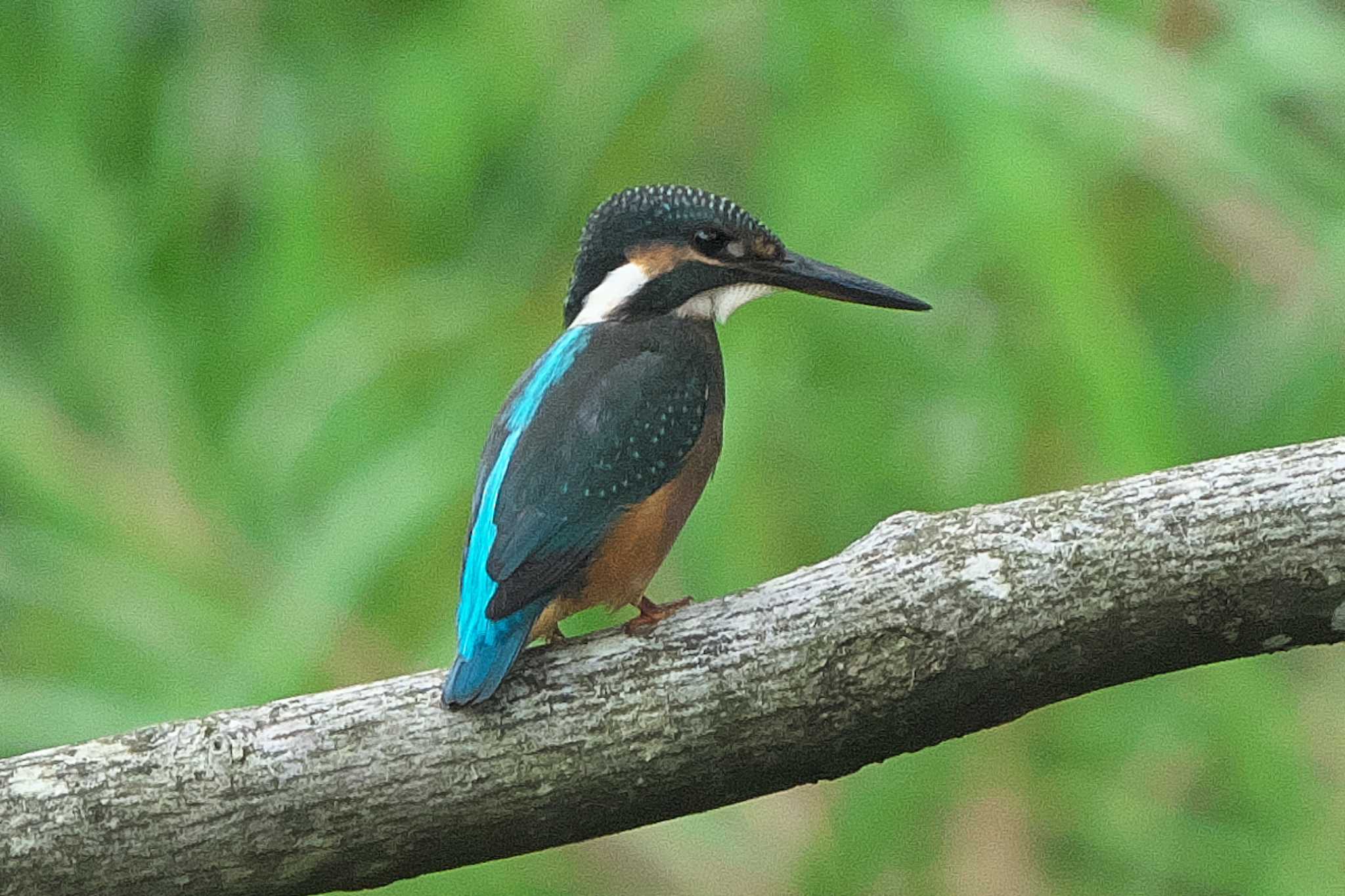 Photo of Common Kingfisher at 沢山池(神奈川県横須賀市) by Y. Watanabe