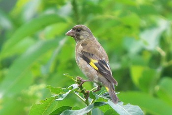 Grey-capped Greenfinch 沢山池(神奈川県横須賀市) Fri, 8/26/2022