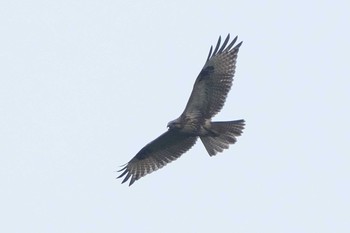 Eastern Buzzard 沢山池(神奈川県横須賀市) Fri, 8/26/2022