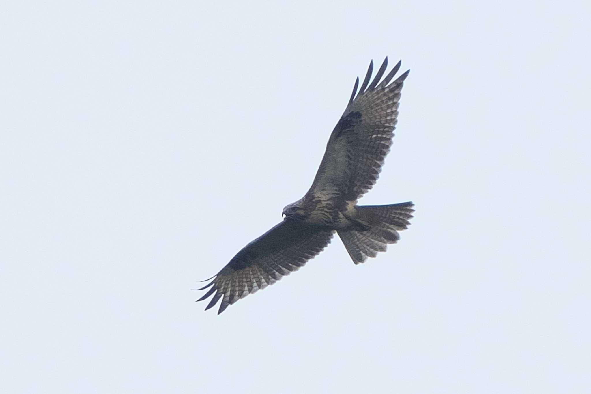 Photo of Eastern Buzzard at 沢山池(神奈川県横須賀市) by Y. Watanabe