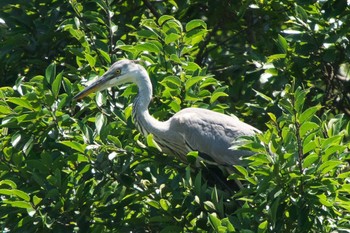 Grey Heron 池子の森自然公園 Sat, 8/27/2022