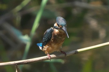 カワセミ 池子の森自然公園 2022年8月27日(土)