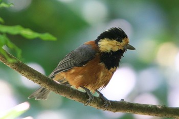 Varied Tit 池子の森自然公園 Sat, 8/27/2022