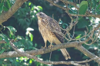 Grey-faced Buzzard 池子の森自然公園 Sat, 8/27/2022