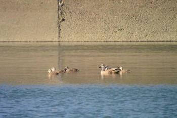 Eastern Spot-billed Duck 高松干潟(四日市) Sun, 8/28/2022