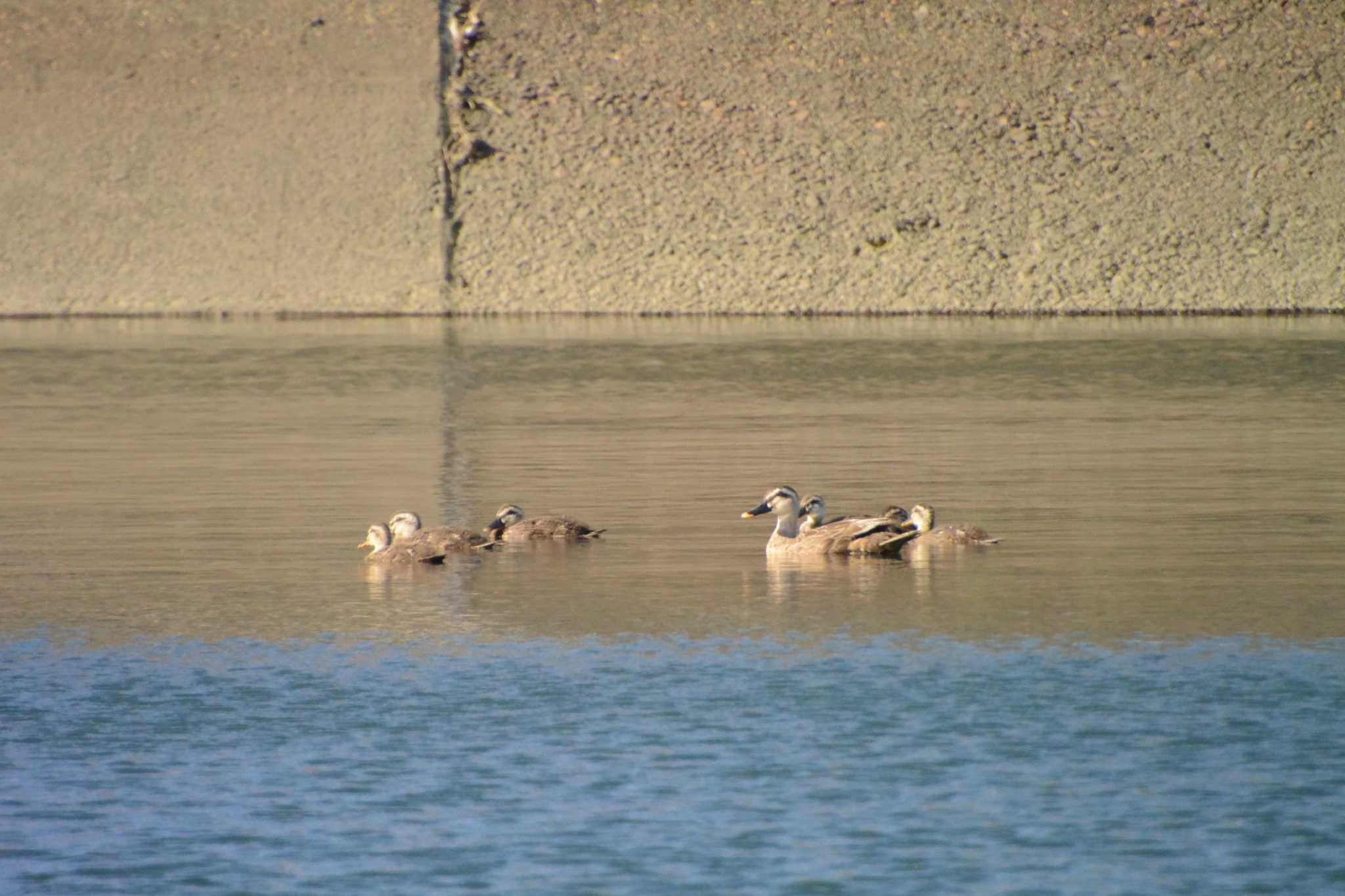 Photo of Eastern Spot-billed Duck at 高松干潟(四日市) by sword-fish8240