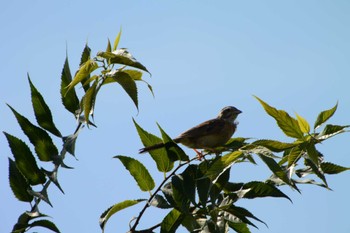 2022年8月28日(日) 海蔵川の野鳥観察記録