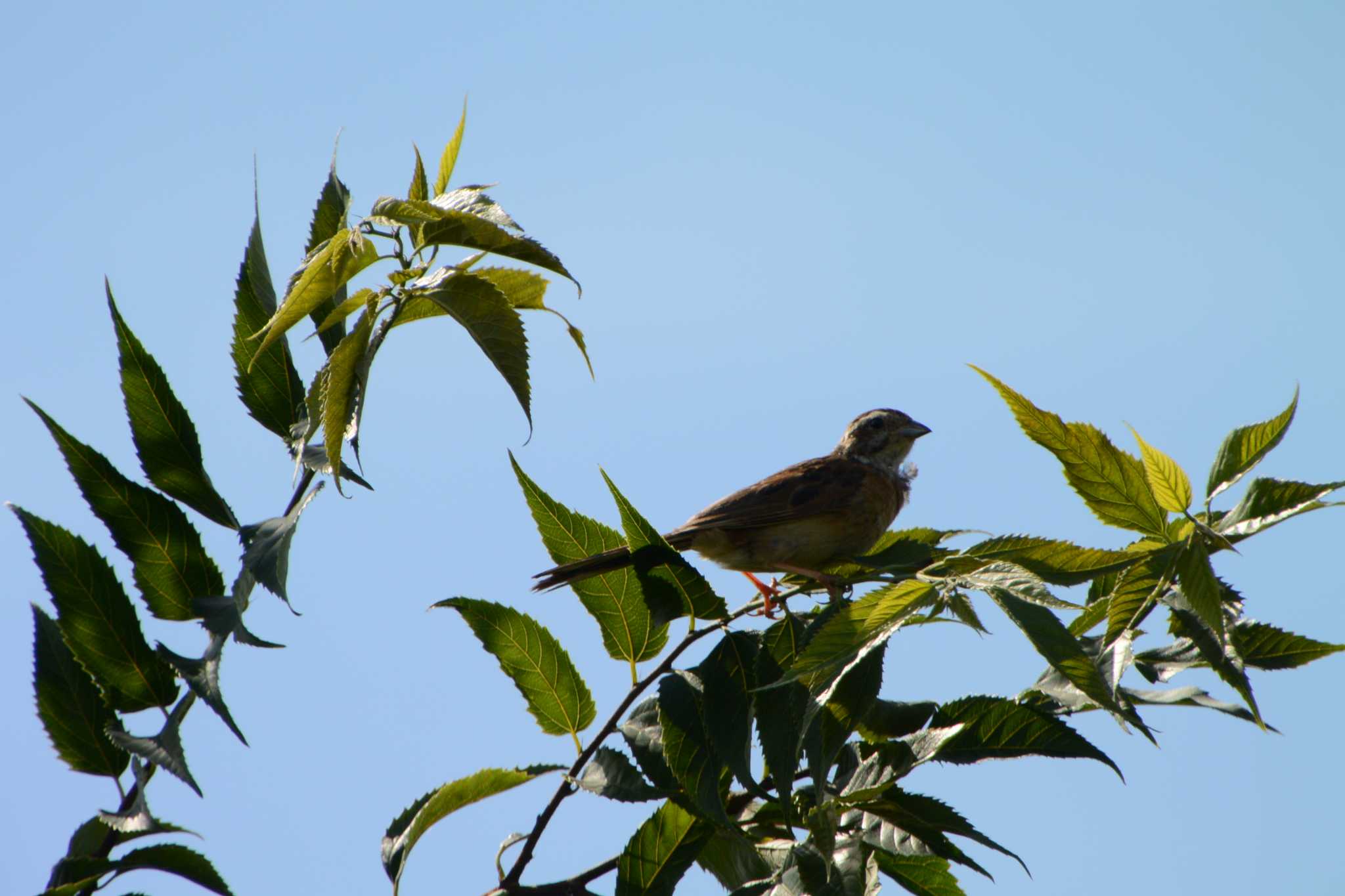 Photo of Meadow Bunting at 海蔵川 by sword-fish8240