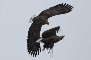 White-tailed Eagle 北海道　二海郡　八雲町　遊楽部川河畔 Sun, 1/28/2018