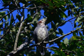 2022年8月27日(土) 長浜公園の野鳥観察記録