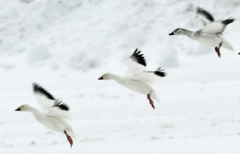 ハクガン 新潟県 撮影日未設定