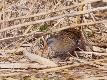 2022年1月2日(日) 葛西臨海公園の野鳥観察記録