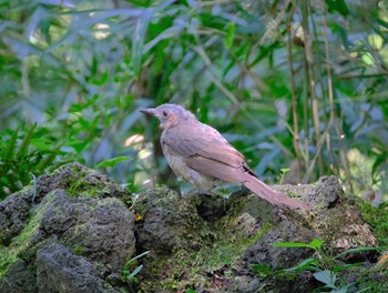 ヒヨドリ 東京都立桜ヶ丘公園(聖蹟桜ヶ丘) 2022年8月27日(土)