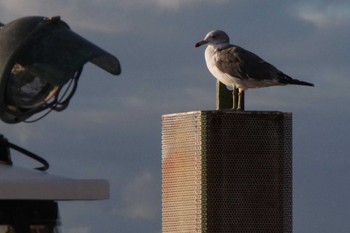 Black-tailed Gull 函館湾 Sun, 8/28/2022