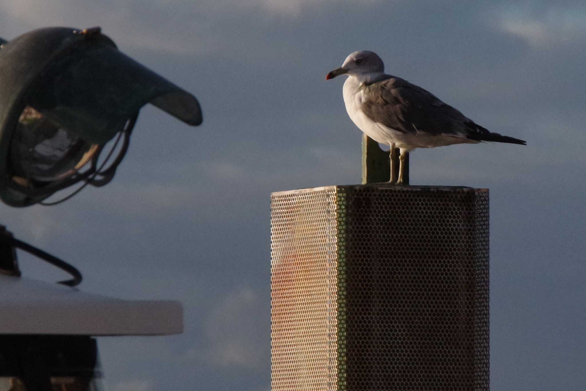 Photo of Black-tailed Gull at 函館湾 by 98_Ark (98ｱｰｸ)