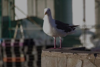 Slaty-backed Gull 函館湾 Sun, 8/28/2022