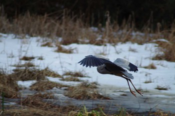 Grey Heron 宍塚大池 Mon, 1/29/2018