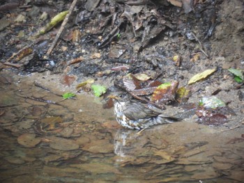 クロツグミ 伊香保森林公園 2022年8月24日(水)