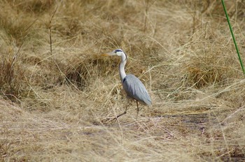 Grey Heron 宍塚大池 Mon, 1/29/2018