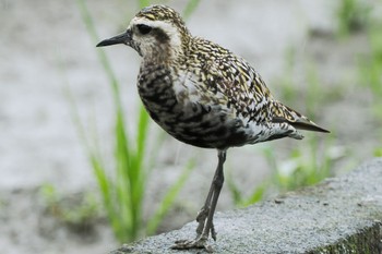 2022年8月28日(日) 厚木田んぼ(猿ヶ島)の野鳥観察記録