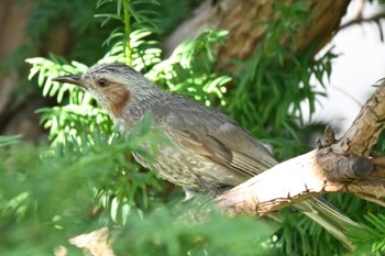 Brown-eared Bulbul 札幌市南区 Mon, 8/29/2022