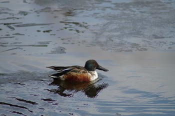 2018年1月29日(月) 宍塚大池の野鳥観察記録