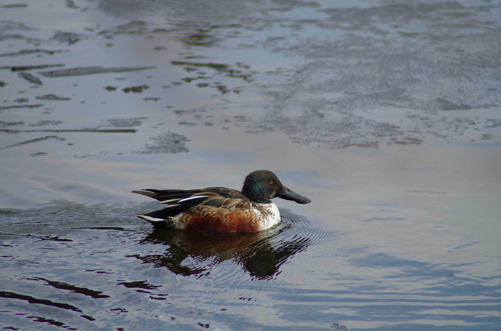 Photo of Northern Shoveler at 宍塚大池 by たかとん