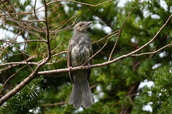 Brown-eared Bulbul 札幌市南区 Mon, 8/29/2022