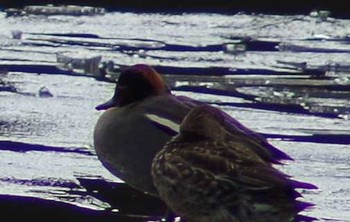 Eurasian Teal 宍塚大池 Mon, 1/29/2018