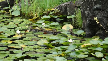 マガモ 旭川市護国神社 2022年8月28日(日)