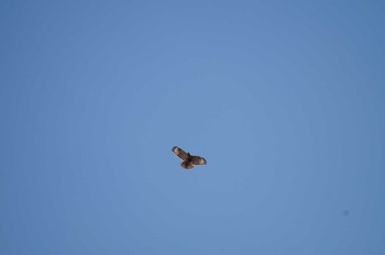 Eastern Buzzard 宍塚大池 Mon, 1/29/2018