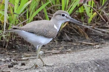 Sat, 7/23/2022 Birding report at 大沼(宮城県仙台市)