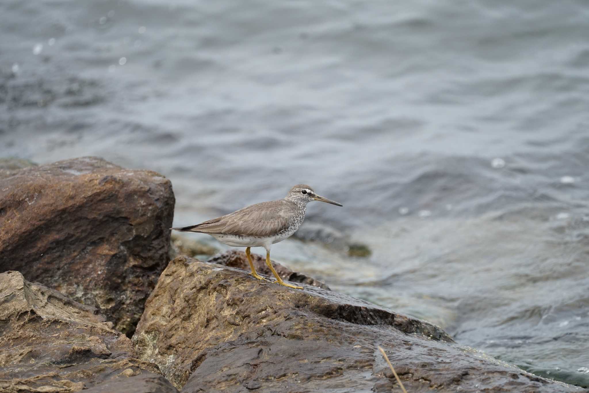 Photo of Grey-tailed Tattler at 飯梨川河口(島根県安来市) by ひらも