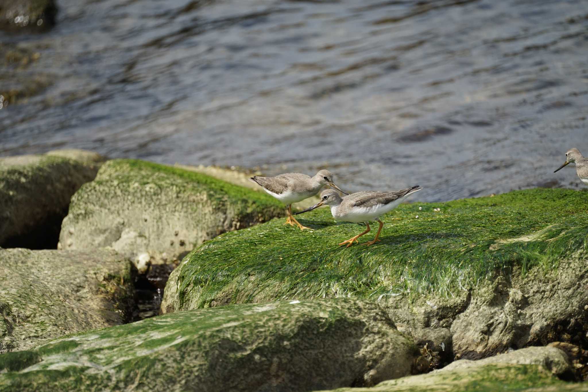 Terek Sandpiper