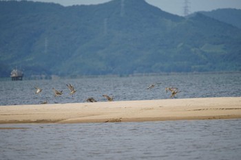 チュウシャクシギ 飯梨川河口(島根県安来市) 2022年8月29日(月)